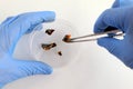 Close-up. A hand in a blue glove with tweezers puts the pieces of mandarin mold into a petri dish. White table for biological test