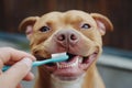 Close-up of a hand brushing a dog teeth with a toothbrush Royalty Free Stock Photo