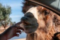 Close Up Of The Hand Of A Child That Caresses The Head Of A Camel Royalty Free Stock Photo