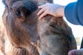 Close Up Of The Hand Of A Child That Caresses The Head Of A Camel