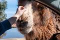 Close Up Of The Hand Of A Child That Caresses The Head Of A Camel