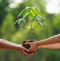 close up hand  children helping planting tree in nature for save earth. environment eco concept Royalty Free Stock Photo