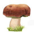 A close up of a hand-drawn watercolor cep with grass. Edible mushroom with a brown hat and a white stipe on green grass