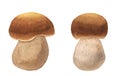 A close up of a hand-drawn watercolor ceps. Set of two edible mushroom with a brown hat and a white stipe. Wild forest