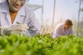 Close-up hand of farmer conducts research about lettuce for good agricultural quality inspection Royalty Free Stock Photo