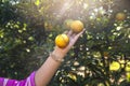 Close up hand of farmer holding orange fruit on field. Female farm owner working and harvesting orange fruit in the garden green Royalty Free Stock Photo