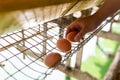 Close-up hand of farmers collect eggs in the chickens farm Royalty Free Stock Photo