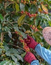 Close Up hand of farmers picking branch of arabica coffee berries