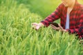 Close up hand of farmers is using the research tablet and studying the development of rice varieties in the field . To increase