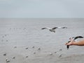 Hand Feeding Flying Seagulls with Bread Against Sea Royalty Free Stock Photo