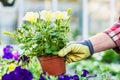 Hand of a florist holding beautiful potted yellow petunias