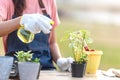 Close up hand gardener woman help afforest and water the plant with sapling tree outdoors