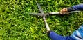 Close up hand of gardener or worker in blue long sleeve shirt uniform cutting and decorating branch of tree by using  scissors Royalty Free Stock Photo