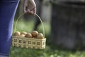 Close-up of the hand of a girl carrying a basket of eggs Royalty Free Stock Photo