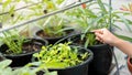 Close up hand of girl watering the plant in pot with watering hose, helping parents to grow vegetables, Selective focus, Education Royalty Free Stock Photo