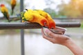 Close-up hand holding Aluminium bowl feeding macaw bird animal in zoo