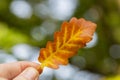 Close up of hand holding backlit oak leaf on a fall day in the forest. Royalty Free Stock Photo