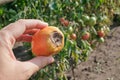 Close-up of hand holding blight-affected tomato in garden Royalty Free Stock Photo