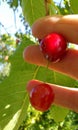 Close up of hand holding cherries Royalty Free Stock Photo