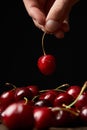 Close-up of a hand holding up a cherry sweet red cherries with stalks and leaves from a pile. Black background. Food and fruit Royalty Free Stock Photo