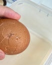 Close-up of a hand holding a cracked brown egg above a plastic container, showing damage to the eggshell Royalty Free Stock Photo