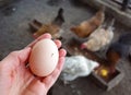 Hand holding fresh organic egg with flock of hens in chicken coop
