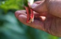 Close up of a hand holding fresh ripe rhubarb Royalty Free Stock Photo