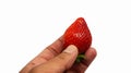 Close up hand holding fresh strawberry or red berry isolated on white background with clipping path Royalty Free Stock Photo