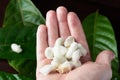 Close-up of hand holding frsh cacao seeds