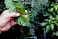 Close up of hand holding a green leaf on blurred nature background Royalty Free Stock Photo