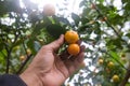 Close up of a hand holding Kumquats or tiny oranges.