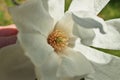 Close up of Hand holding Magnolia X Loebneri Encore Flower Blossom Royalty Free Stock Photo