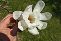 Close up of Hand holding Magnolia X Loebneri Encore Flower Blossom Royalty Free Stock Photo