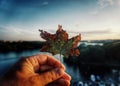 close-up of hand holding maple leaf against lake during sunset Royalty Free Stock Photo