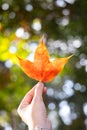 Close up of hand holding orange maple leaf Royalty Free Stock Photo