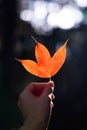 Close up of hand holding orange maple leaf. Royalty Free Stock Photo