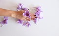 Close-up of hand holding saffron crocus. The crimson stigmas called threads are collected to be as a spice. It is