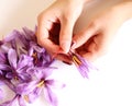 Close-up of hand holding saffron crocus. The crimson stigmas called threads are collected to be as a spice. It is among