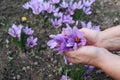 Close-up of hand holding saffron crocus. The crimson stigmas called threads are collected to be as a spice. It is