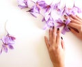 Close-up of hand holding saffron crocus. The crimson stigmas called threads are collected to be as a spice. It is