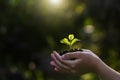 close up hand holding small tree for planting. concept earth day Royalty Free Stock Photo