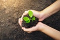close up hand holding small tree for planting. concept earth day Royalty Free Stock Photo