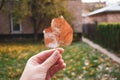 Close up of hand holding snowy leaf in autumn backyard Royalty Free Stock Photo