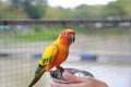 Close-up hand holding sunflower seeds feeding macaw bird animal in zoo Royalty Free Stock Photo