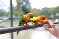 Close-up hand holding sunflower seeds feeding macaw bird animal in zoo Royalty Free Stock Photo