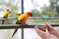 Close-up hand holding sunflower seeds feeding macaw bird animal in zoo Royalty Free Stock Photo