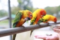 Close-up hand holding sunflower seeds feeding macaw bird animal in zoo Royalty Free Stock Photo