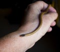 Close up Hand Holding Tiny Blackhead Snake Reptile in Arizona