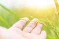 Close up Hand holding touching fresh yellow green paddy rice with nature green rice field background Royalty Free Stock Photo