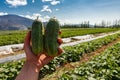 Two small fresh and organic cucumbers